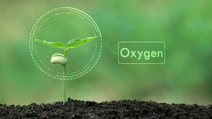 种植树木和氧气全息图，以拯救地球和自然，清洁自然生态。