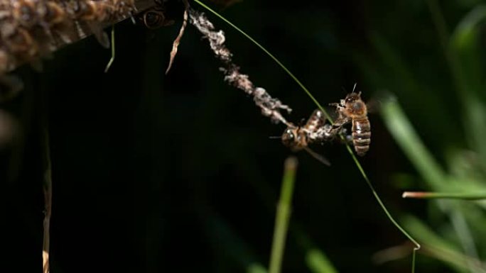 蜂巢入口处的蜜蜂，离开殖民地假癣的丝绸的蜜蜂，