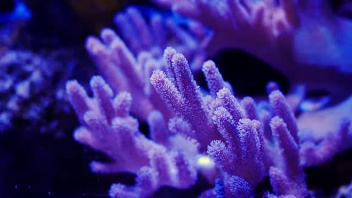 美丽的海底花与珊瑚和鱼的世界。