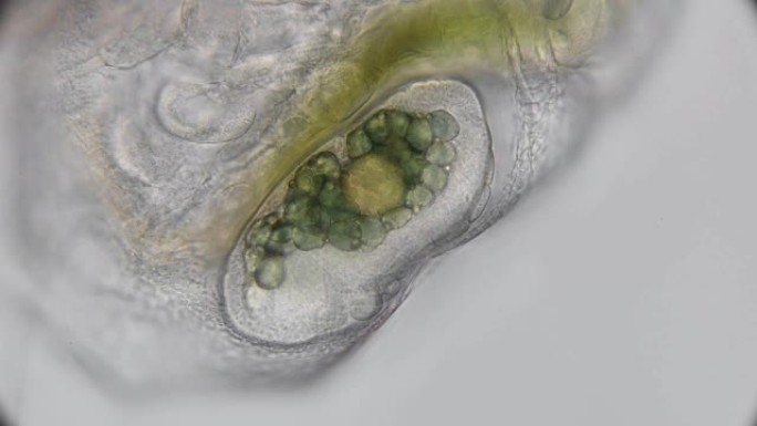 卵，不同阶段的水蚤育雏室中的胚胎，在显微镜下