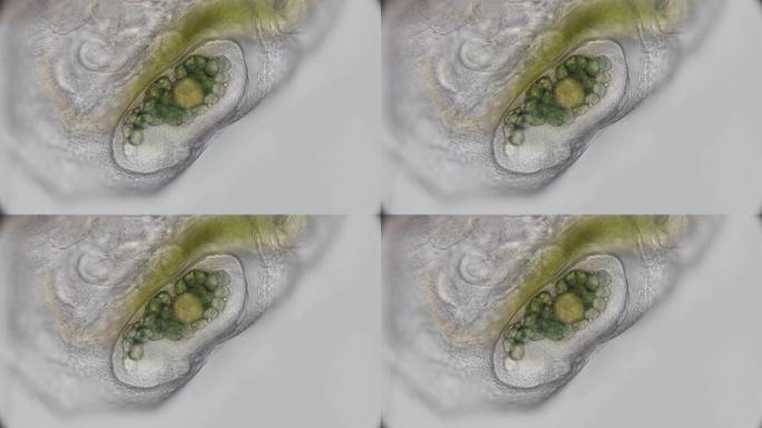 卵，不同阶段的水蚤育雏室中的胚胎，在显微镜下
