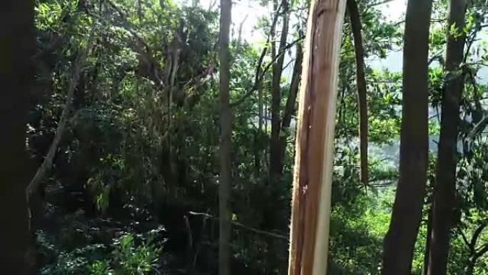 2018年9月16日中国超级台风山竹后森林中的断树
