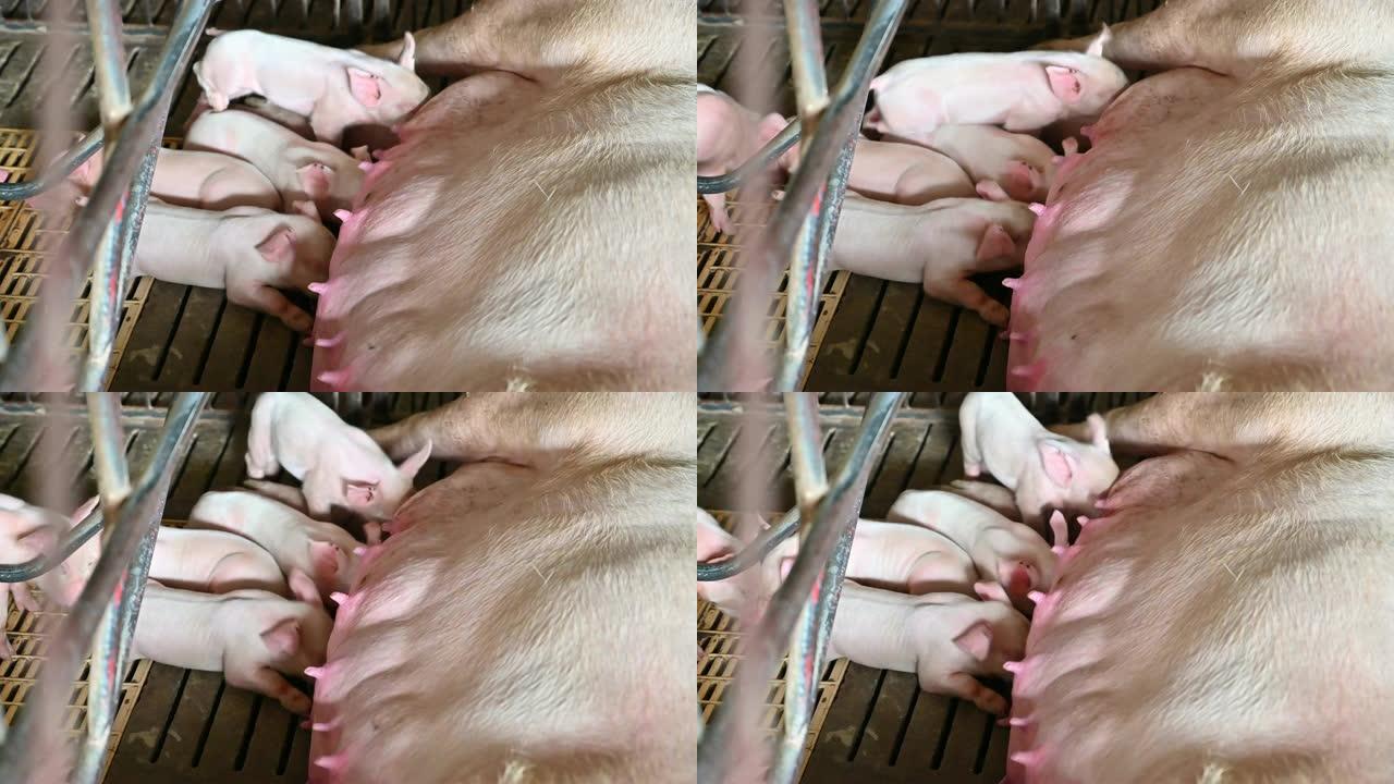 猪场仔猪哺乳母猪