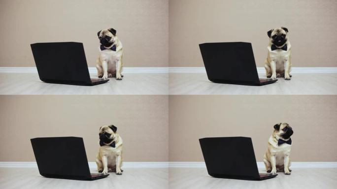 一只可爱的哈巴狗坐在电脑前看电影，穿着蝴蝶，在笔记本电脑上工作