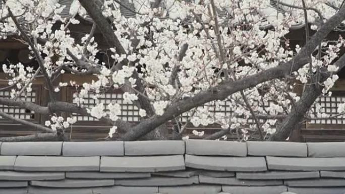 寺庙墙后的樱花树