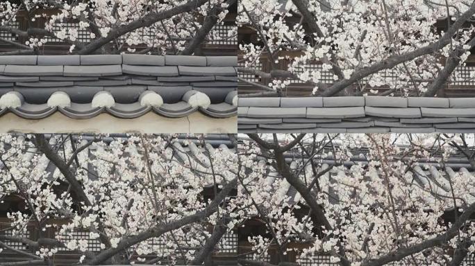 寺庙墙后的樱花树