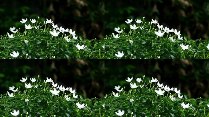 温暖阳光下的白色茉莉花