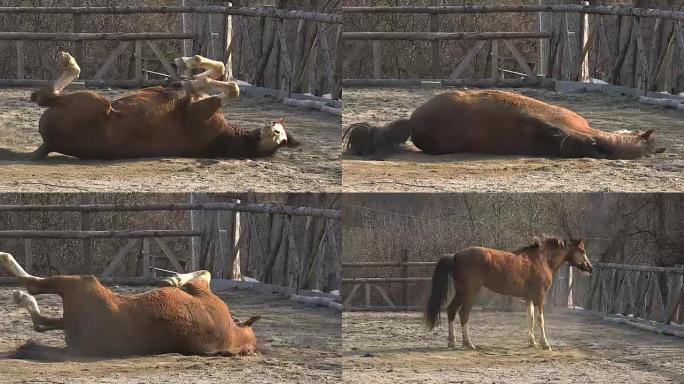 美丽的棕色马躺在尘土中滚动