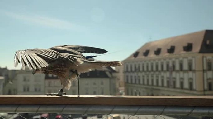 在靠近市中心的布尔诺中部屋顶栏杆上跳跃的年轻Falco peregrinus