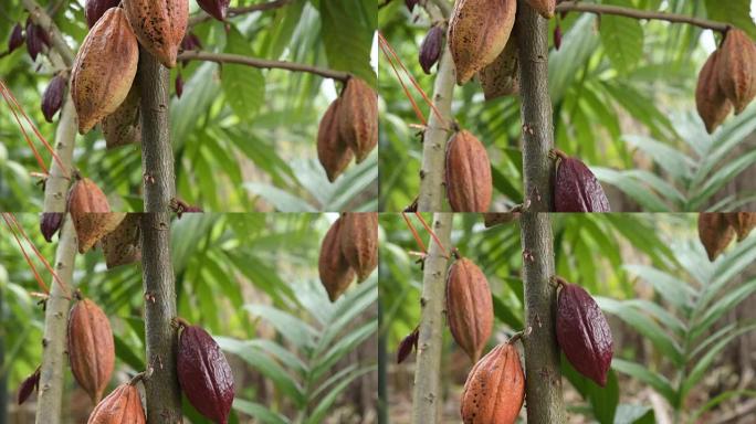 带水果的可可树。黄色和绿色的可可豆长在树上，泰国南村的可可豆种植园。