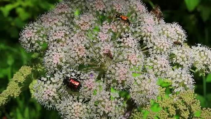 不同种类的昆虫给白花授粉