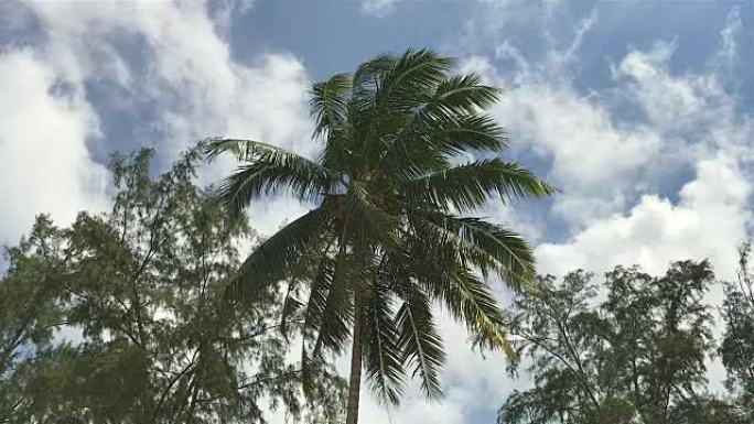椰树，美丽的蓝色多云的天空