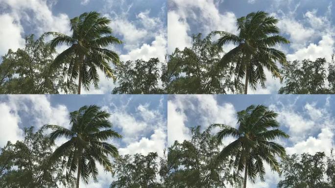 椰树，美丽的蓝色多云的天空