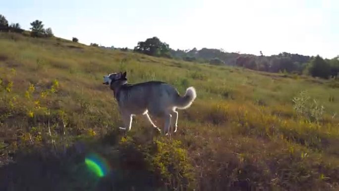 雄性的手从皮带上释放出他的西伯利亚哈士奇，狗沿着田野的绿草快速奔跑。跟随家畜在草地上慢跑，背景是阳光