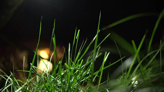 绿草特写-在黑暗模糊的背景上。运动草