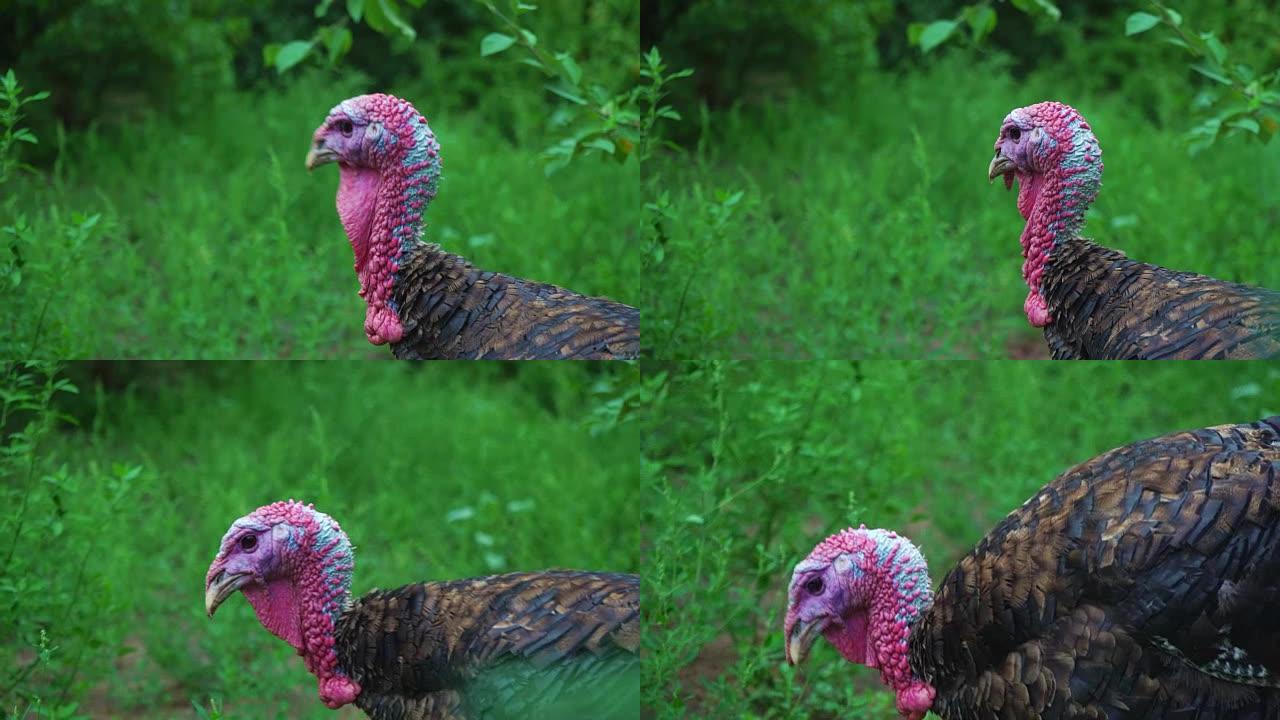 一只黑火鸡在高大的绿草丛中行走，一个特写的头。住美丽的火鸡。土耳其度假