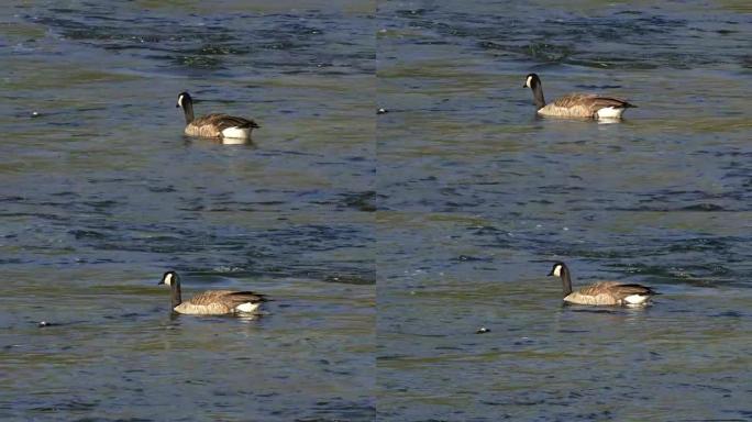 追踪在黄石麦迪逊河上游泳的加拿大鹅的照片