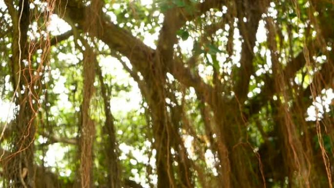 在阳光和风中垂下的印度大榕树的棕色长气生根。绿色的叶子带有黄色的果实和波克，模糊的复制空间。自然抽象