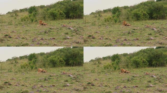 非洲狮子躺在非洲大草原的灌木丛中休息