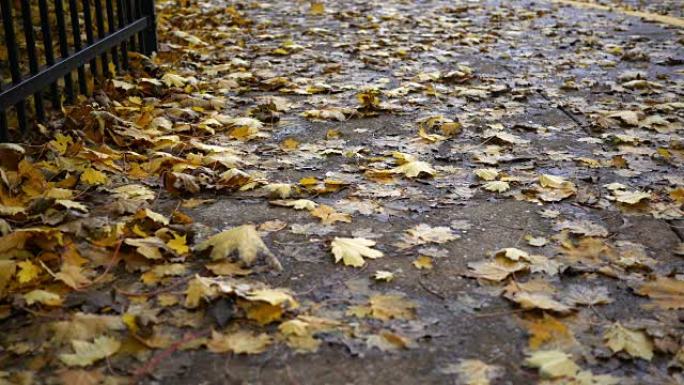 秋天，黄色的叶子粘在郊区的人行道上或吹过