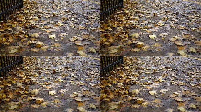 秋天，黄色的叶子粘在郊区的人行道上或吹过