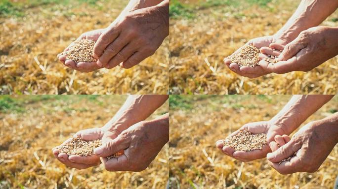 谷物在辛勤工作的手中，农民评估谷物的质量，男人检查并分析手掌中的小麦