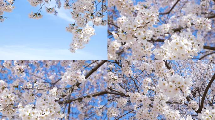 青岛西海岸樱花空镜