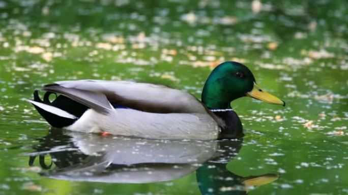 单雄野鸭鸭鸟在湿地池塘游泳