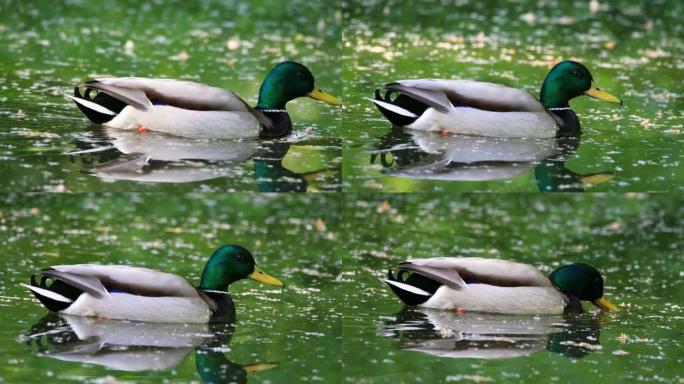 单雄野鸭鸭鸟在湿地池塘游泳