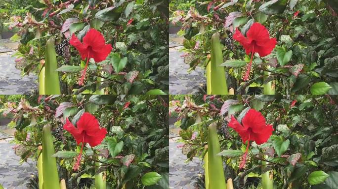 红芙蓉或中国玫瑰花