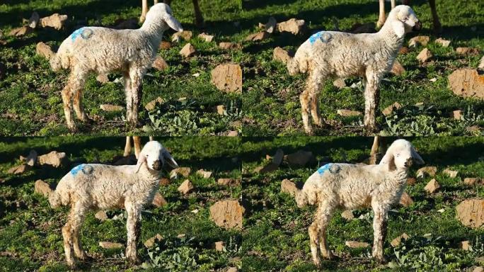 可爱的小羊羔在牧场里吃草，小羊羔