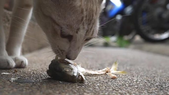 特写小猫在地上吃鱼