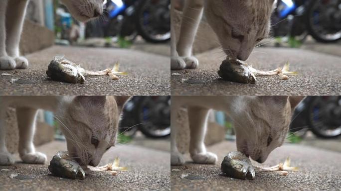 特写小猫在地上吃鱼