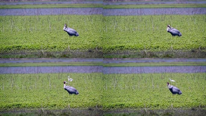 尼泊尔巴迪亚国家公园的Sarus crane
