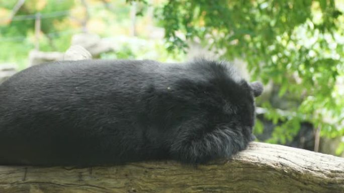 黑熊睡在树上