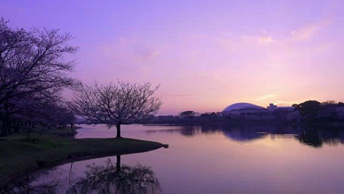 美丽的日落和一棵孤立的树映在湖上