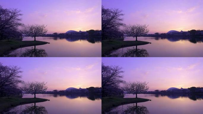 美丽的日落和一棵孤立的树映在湖上