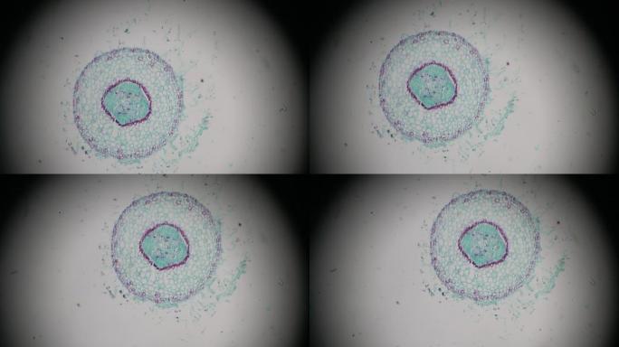 陆地棉的幼根。光学显微镜下