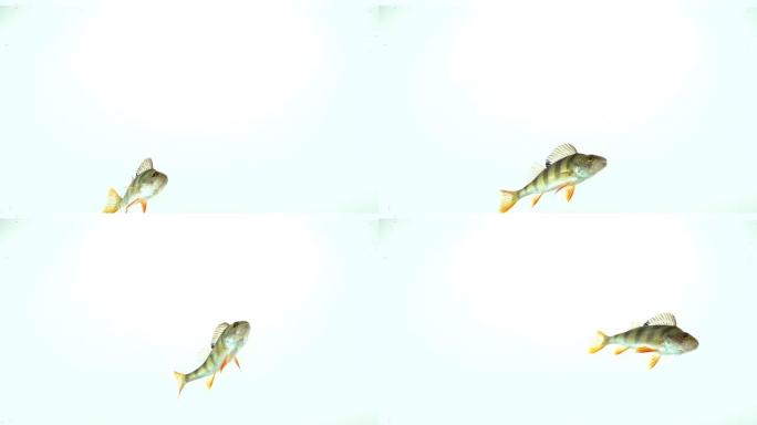 梭鲈在自然栖息地。住在湖里