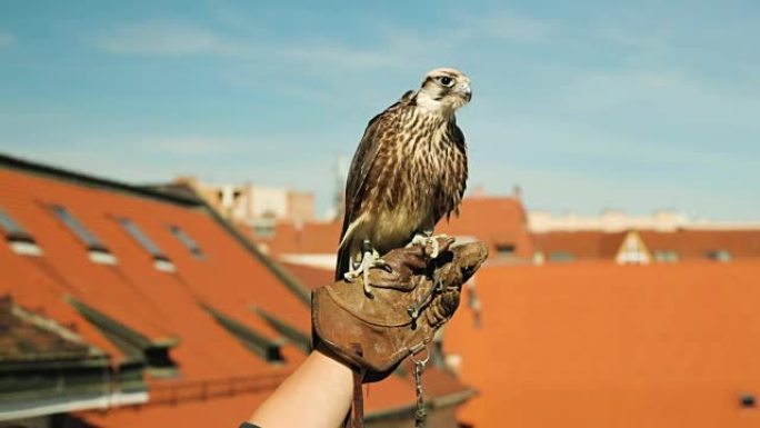 年轻的法尔科·佩雷格里努斯 (Falco peregrinus) 看着主人的手套上的猎物，庄严开朗，