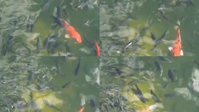抽象游泳彩色鲤鱼或锦鲤鱼。