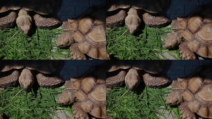 海龟在灿烂的阳光下吃草