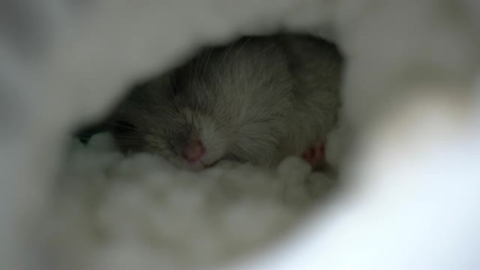 有温暖巢的仓鼠。