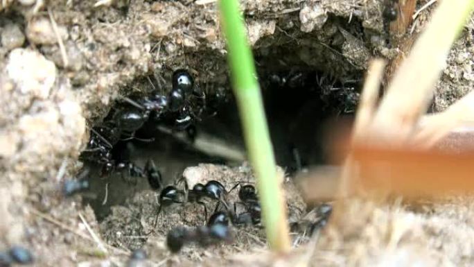 蚂蚁用小树枝建蚁丘