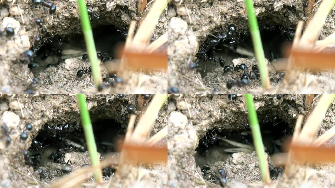 蚂蚁用小树枝建蚁丘