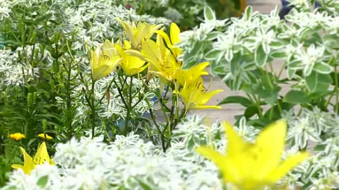 亚洲黄百合。花坛上黄色百合的花。亚洲杂种叶罗百合。美丽的黄色百合花。花园里的亚洲杂交百合。盛开的百合