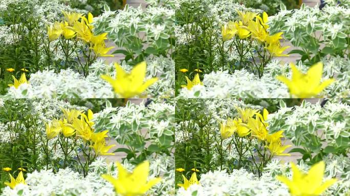 亚洲黄百合。花坛上黄色百合的花。亚洲杂种叶罗百合。美丽的黄色百合花。花园里的亚洲杂交百合。盛开的百合