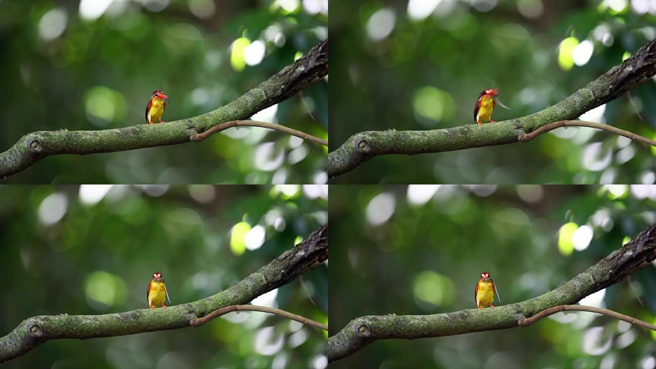 翠鸟: 美丽的成年红背翠鸟 (Ceyx rufidorsa)