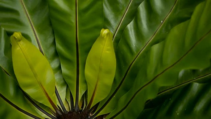 燕窝蕨，铁角蕨。野生天堂雨林丛林植物作为天然花卉背景。抽象纹理