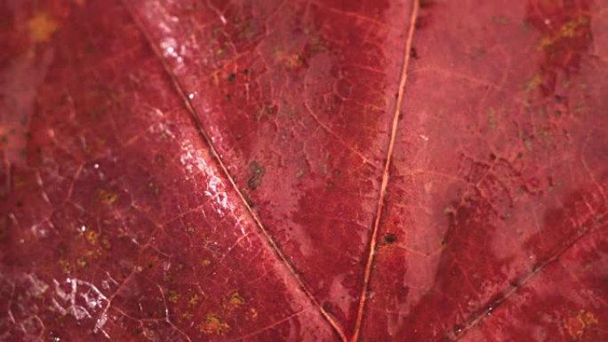 秋天红叶背景宏观视图，旋转360度。